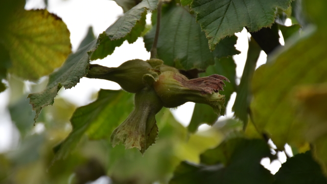 Trabzon'da örnek bahçede Fındık Hasat Şenliği düzenlendi