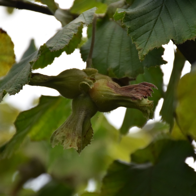 Trabzon'da örnek bahçede Fındık Hasat Şenliği düzenlendi