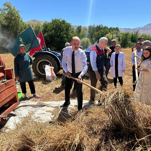 Doğanşehir'de karabuğday hasat edildi