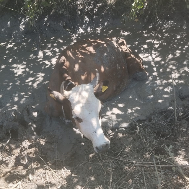 Adana'da çamura saplanan ineği itfaiye ekipleri kurtardı