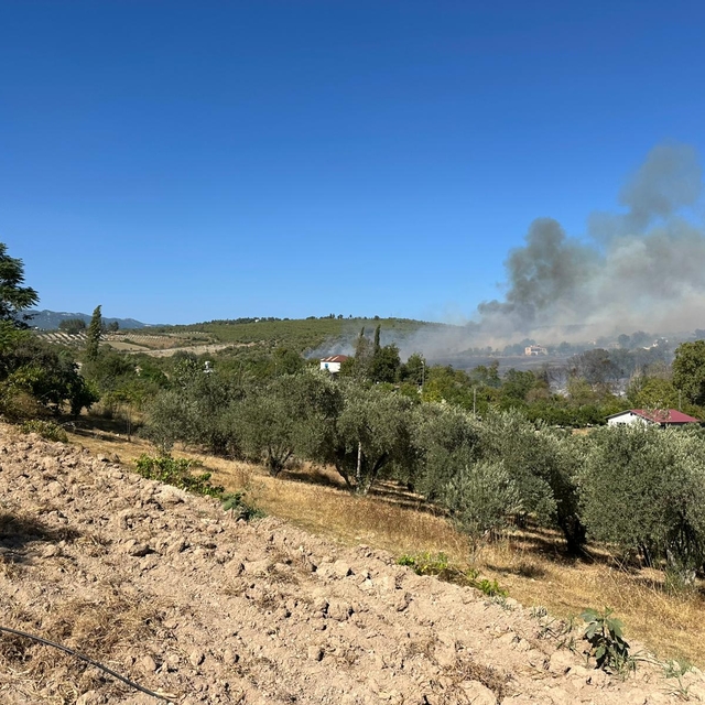 Osmaniye'de tarladan zeytinliğe sıçrayan yangına müdahale ediliyor