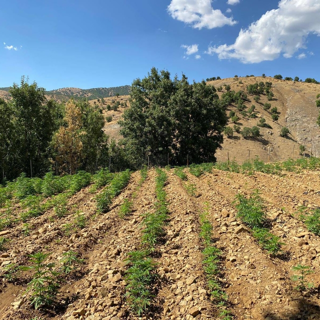 Bingöl'de 6 bin 704 kök kenevir ile 4 bin 612 kök skunk bitkisi ele geçiril...