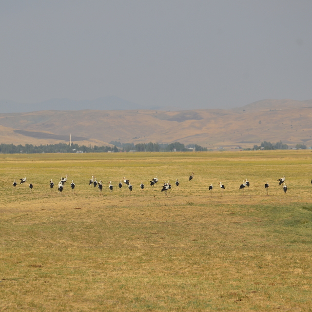 Muş Ovası'nda konaklayan leylekler göçe hazırlanıyor