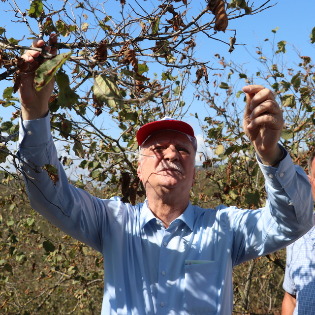 TZOB Genel Başkanı Bayraktar, Sakarya'da kuraklıktan etkilenen fındık bahçe...