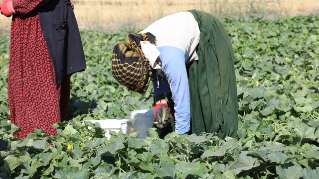 Çubuk'ta turşuluk salatalık hasadı sürüyor
