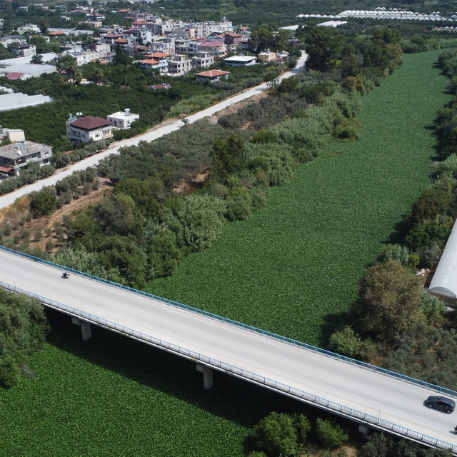 Asi Nehri'nde su sümbülü istilası; balık ölümleri yaşandı