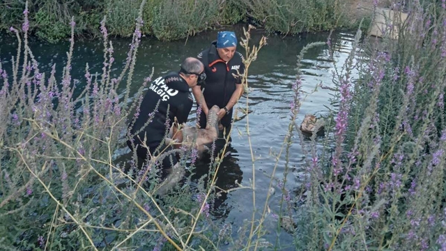 Akarsuda akıntıyla sürüklenip boğuldu