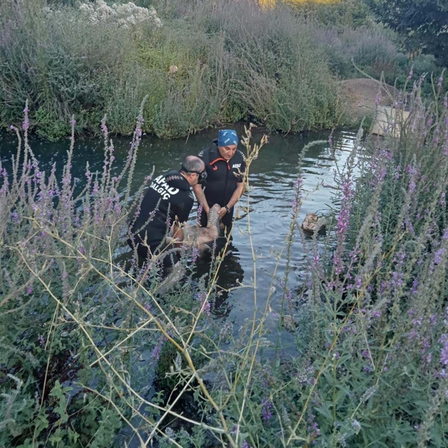 Akarsuda akıntıyla sürüklenip boğuldu