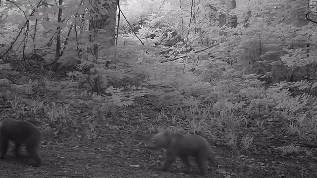 Anne bozayı ile yavruları fotokapanla görüntülendi
