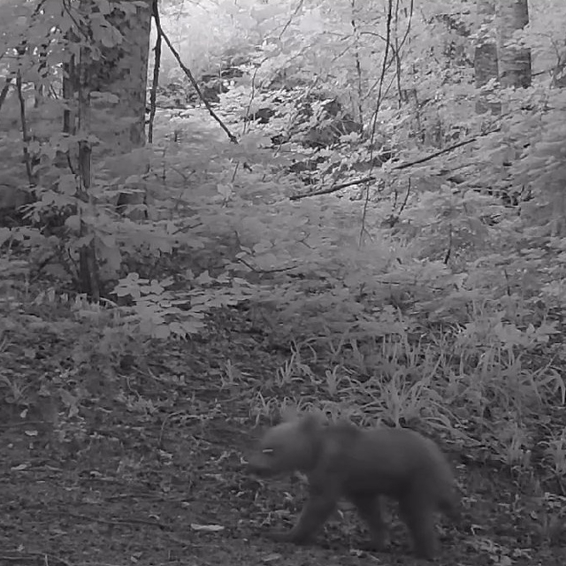 Anne bozayı ile yavruları fotokapanla görüntülendi