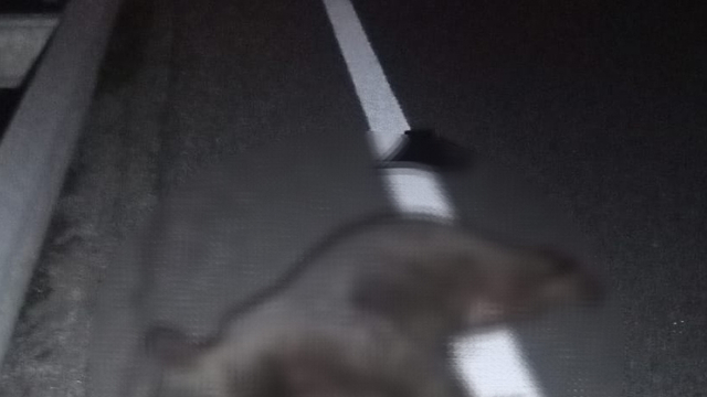 Otomobilin çarptığı yavru ayı öldü