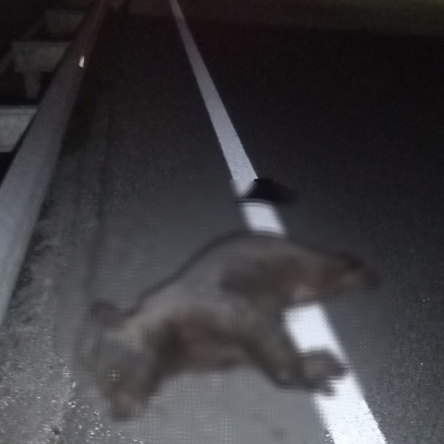 Otomobilin çarptığı yavru ayı öldü