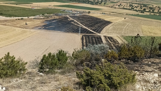 Anız yangınında alevler ormana sıçradı