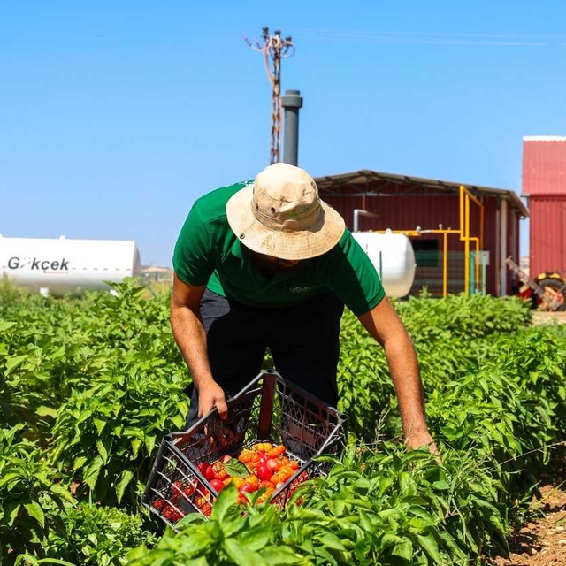 Gaziantep'te "Ata Tohumları Kadın Çiftçilerin Elinde Yeniden Yeşeriyor Proj...
