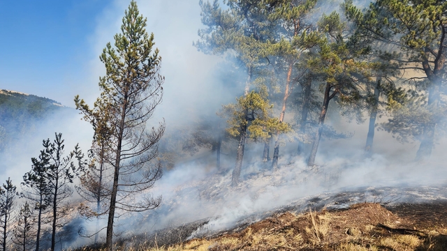Çankırı'da çıkan orman yangını kontrol altına alındı