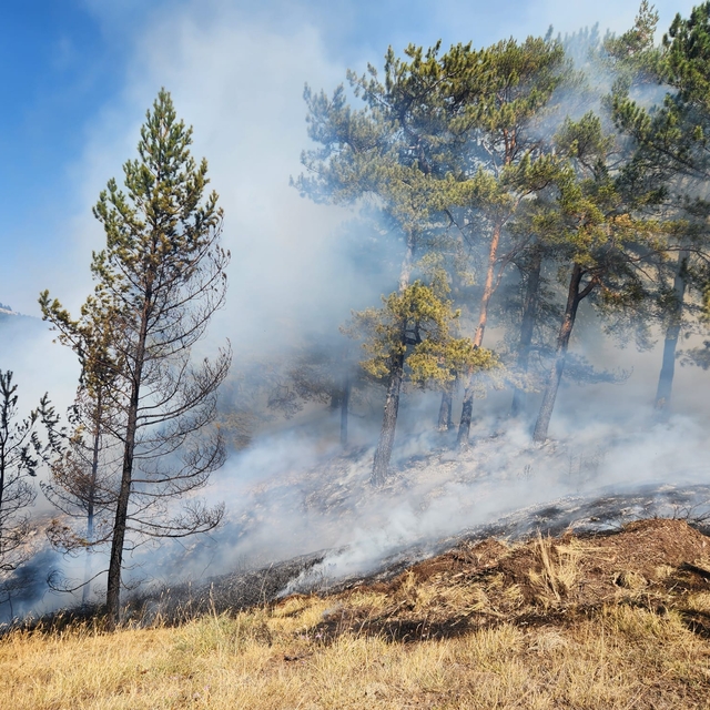 Çankırı'da çıkan orman yangını kontrol altına alındı