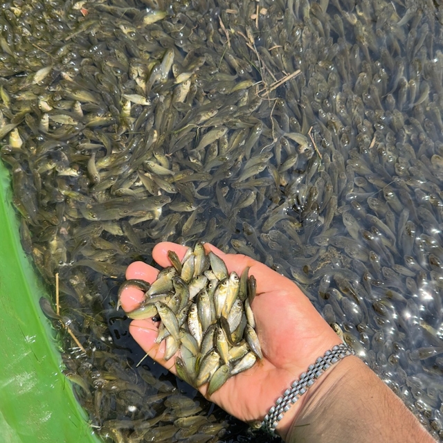 Bolu'da üretilen sazan yavruları Ankara ve Kırıkkale'de salındı