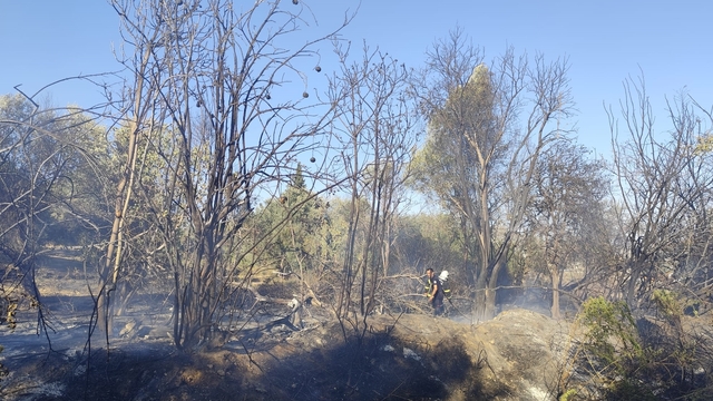 Adana'da otluk alandan zeytinliğe sıçrayan yangın söndürüldü