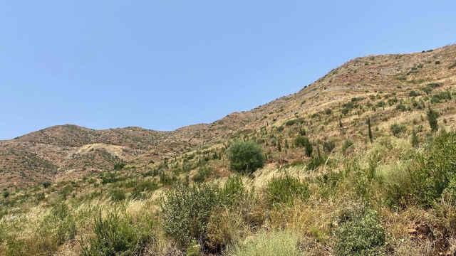 Marmaris'te yanan alanlar yeniden yeşillendi