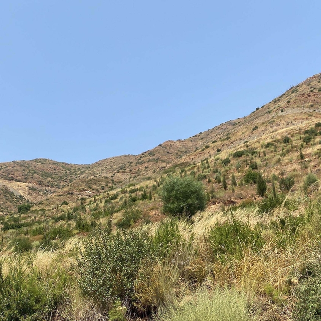 Marmaris'te yanan alanlar yeniden yeşillendi