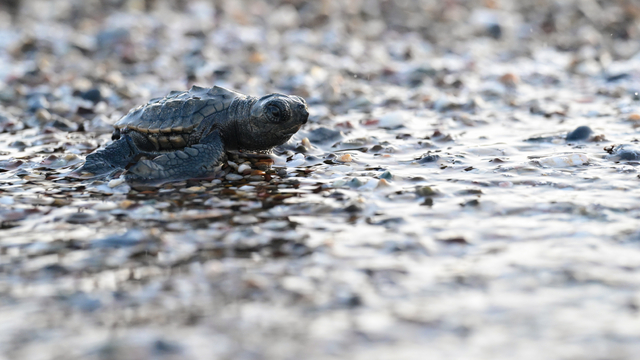 Antalya'da caretta caretta yavrularının denizle buluşmaları görüntülendi