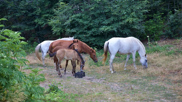 Osmaniyeli yetiştirici, yarışlara hazırladığı atları kas gelişimi için 6 ay yaylada bırakıyor