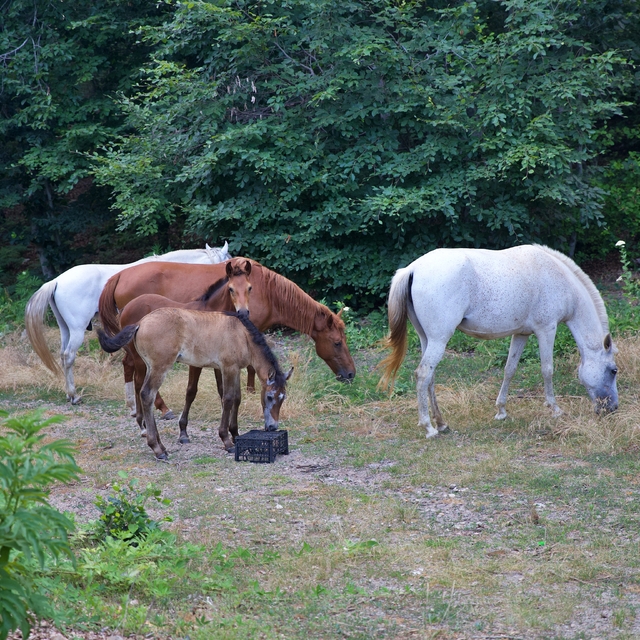 Osmaniyeli yetiştirici, yarışlara hazırladığı atları kas gelişimi için 6 ay...