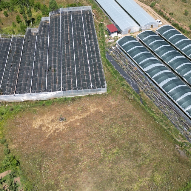 Isparta'da üretimi yaygınlaşan ahududu hasadı yapılıyor