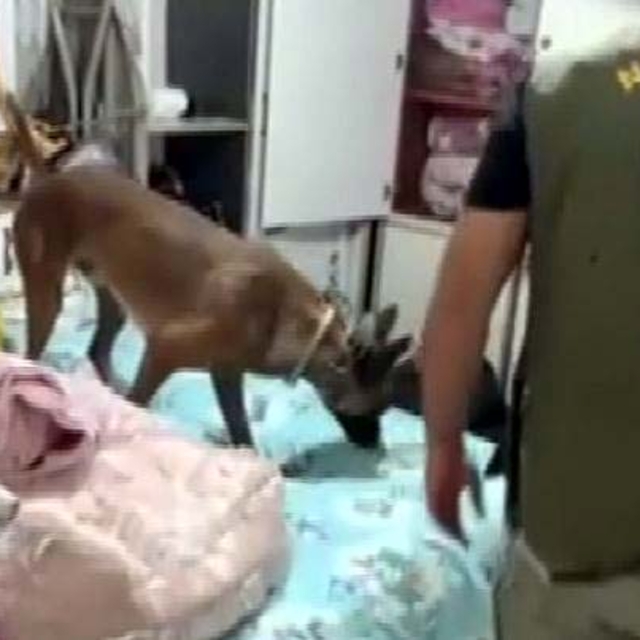 Gaziantep'te 7 kilo skunk ele geçirildi; 1 tutuklama