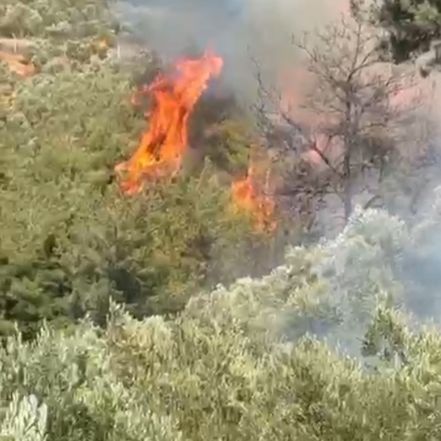 Osmaniye'de orman yangını