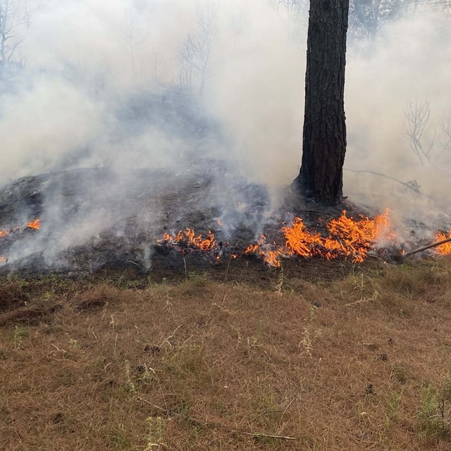 Çanakkale'de orman yangını