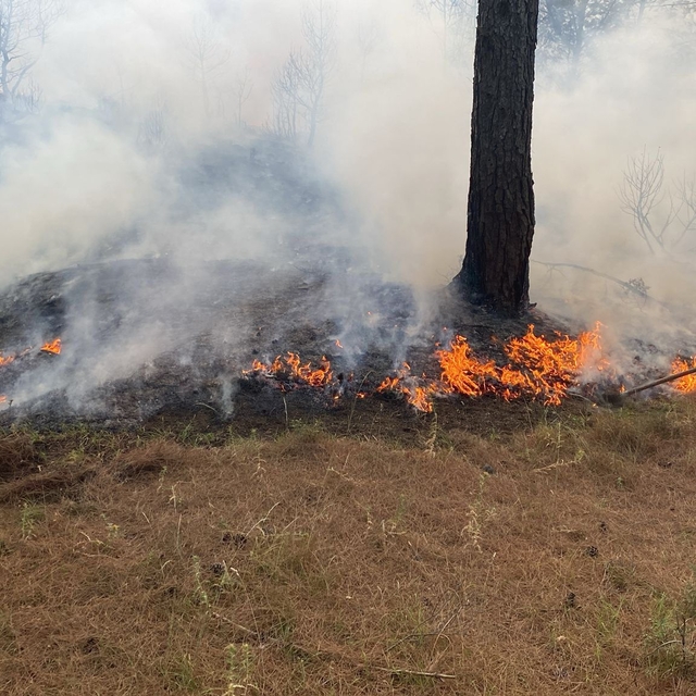 Çanakkale'de çıkan orman yangınına müdahale ediliyor