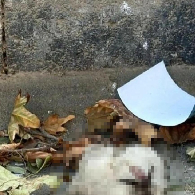 Turgutlu'da sokakta kedi başı bulundu iddiası