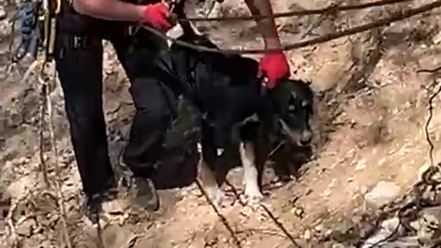 Düzce'de kayalıklarda köpek kurtarma operasyonu