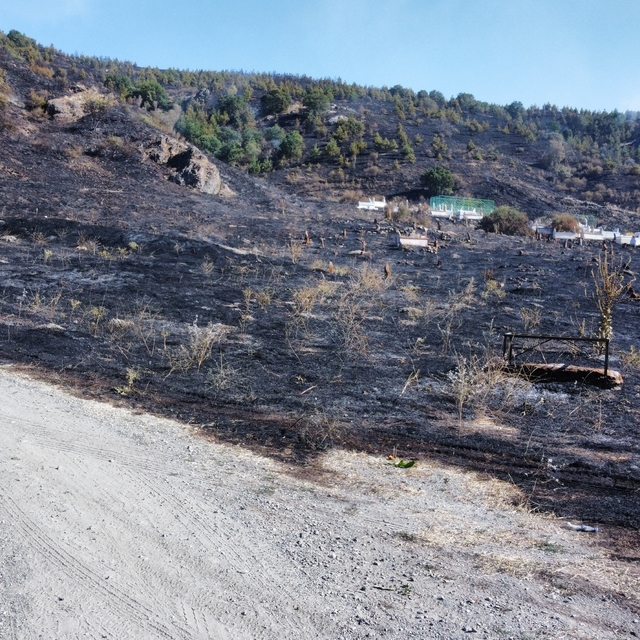 Çorum'da çıkan yangında mezarlık ve 1000 dekar ağaçlık alan zarar gördü