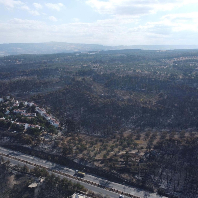 Ormanların yanması nedeniyle korunmasız hale gelen yaban hayvanları için av...