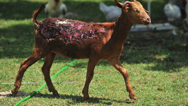 Orman yangınlarından kurtarılan 2 kuzu ile 13 koyun, Emekli Hayvanlar Çiftliği'nde