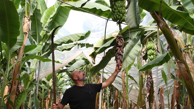 Alanya'da 40'ın üzerinde tropikal meyve üretiliyor