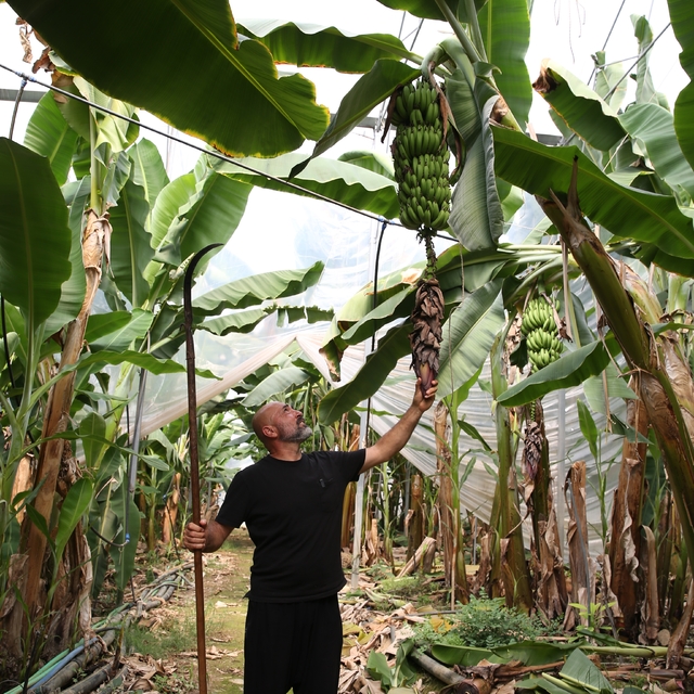 Alanya'da 40'ın üzerinde tropikal meyve üretiliyor
