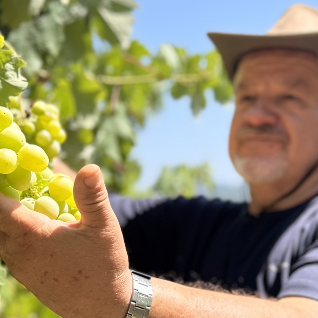 Emekli makine mühendisi hayalini gerçekleştirdiği bahçesinde 8 çeşit üzüm y...