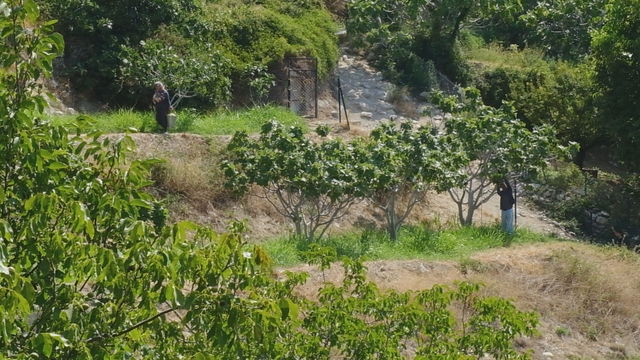Mersin'de beyaz incir hasadı sürüyor