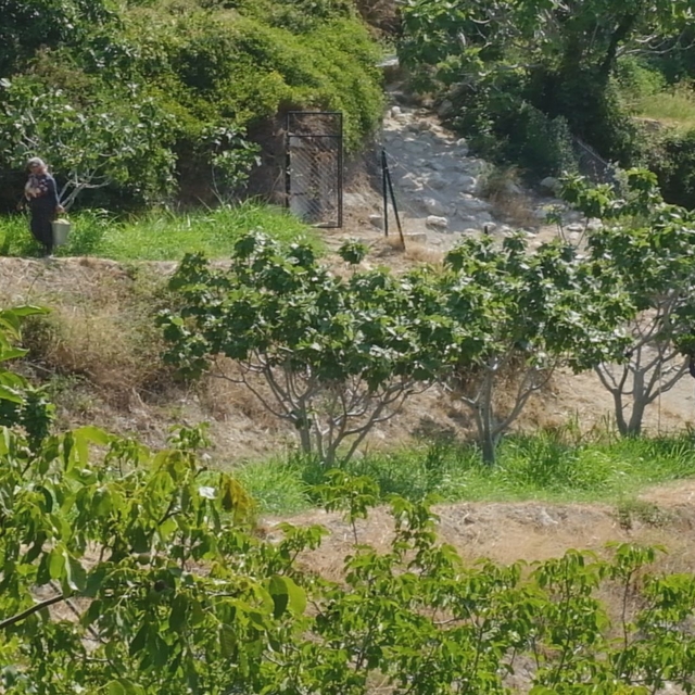 Mersin'de beyaz incir hasadı sürüyor