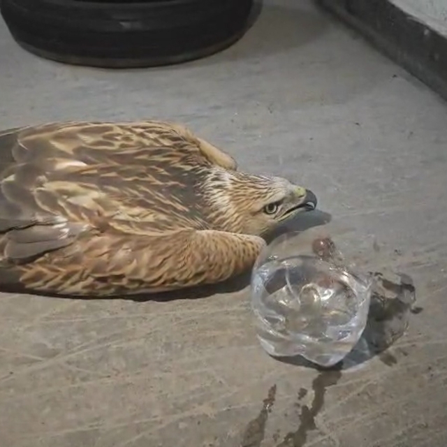 Erciyes'te bulunan yaralı şahini tedaviye alındı