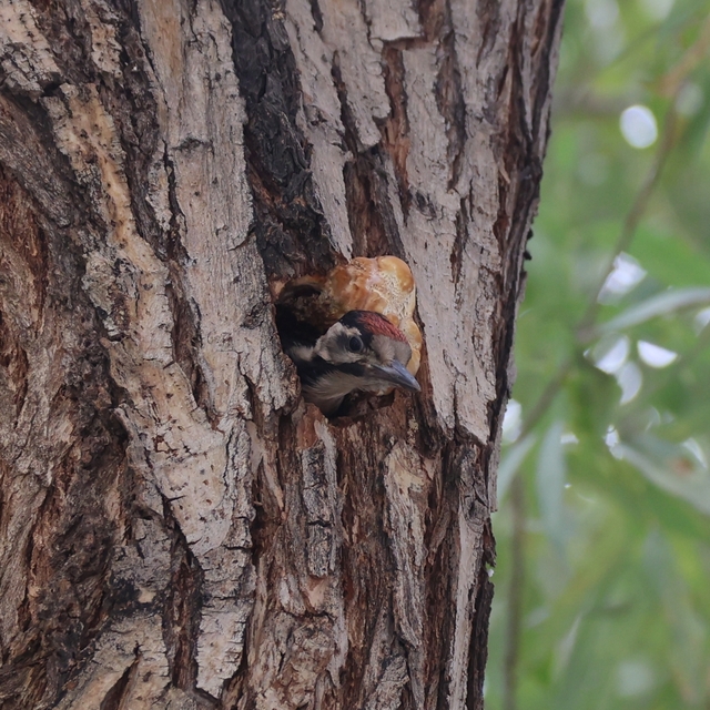 Ağaç kovuğundaki alaca ağaçkakan Iğdır İl Özel İdaresinin maskotu oldu