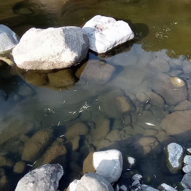 Samsun'da Yeşil deresindeki balık ölümleriyle ilgili inceleme başlatıldı