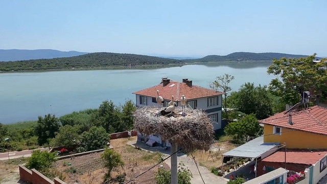 Yaren Leylek'in 2 yavrusu göç yolunda; 1'i Mısır'a diğeri Batı Şeria'ya ulaştı