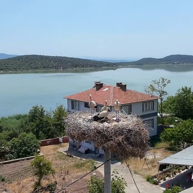 Yaren Leylek'in 2 yavrusu göç yolunda; 1'i Mısır'a diğeri Batı Şeria'ya ula...