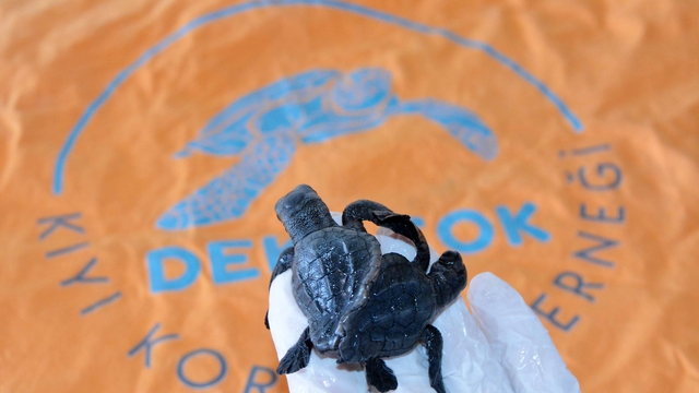 Türkiye'nin ilk canlı siyam ikizi caretta yavruları