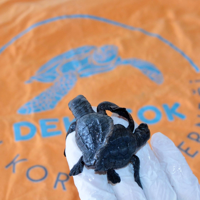 Türkiye'nin ilk canlı siyam ikizi caretta yavruları