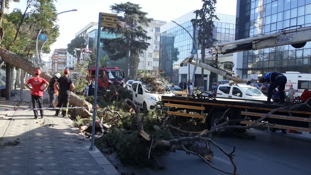 Kocaeli'de seyir halindeki hafif ticari araç, devrilen ağacın altında kaldı